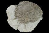 Fossil Echinoid (Archaeocidaris) - Missouri #162663-1